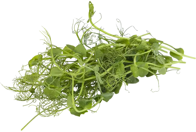 Erwten cress 50gr stuk